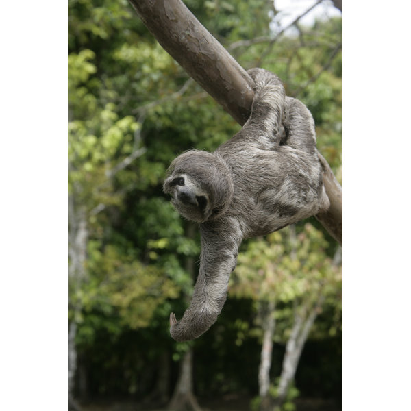 Millwood Pines Brown-Throated Three-Toed Sloth, Bradypus Variegatus On